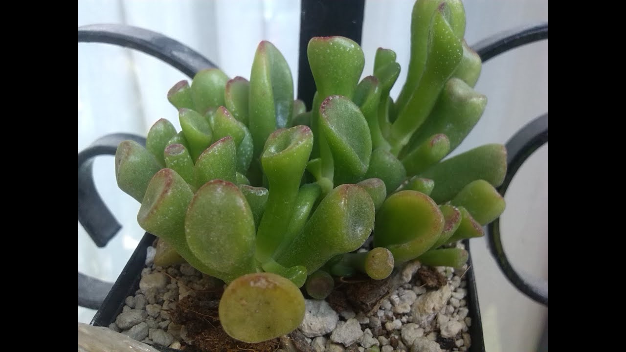 Crassula-Ovata-9