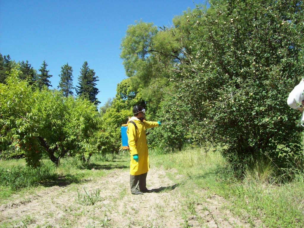 Cuándo fumigar los árboles frutales