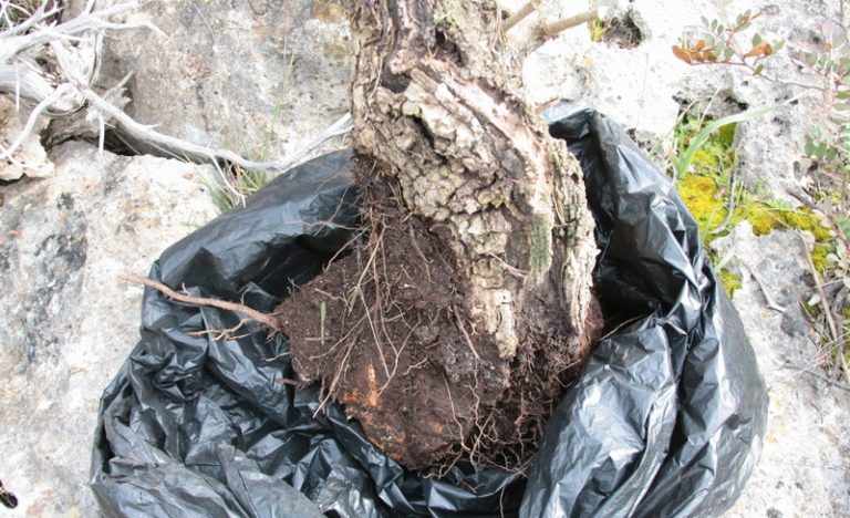 CÓMO SECAR Y MATAR UN ÁRBOL CON SAL Y SIN TALARLO