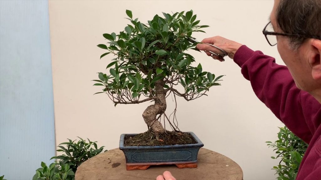 FICUS MICROCARPA CARACTERISTÍCAS, CUIDADOS Y CULTIVO