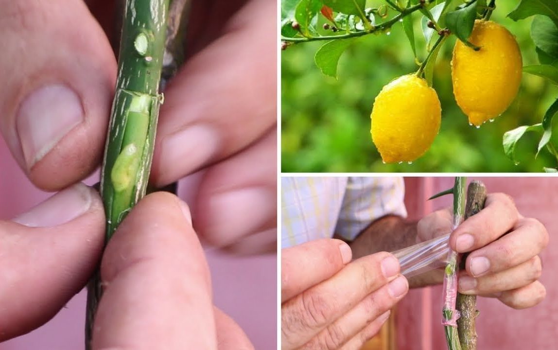 Injertar-un-limonero-2