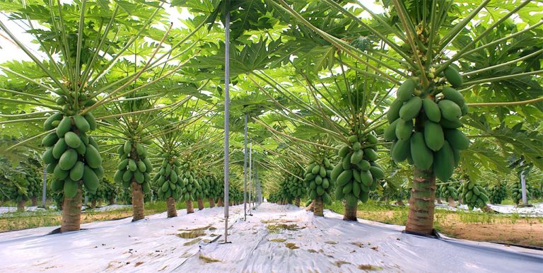 PLANTA DE PAPAYA: CARACTERÍSTICAS, CULTIVO, Y CUIDADOS