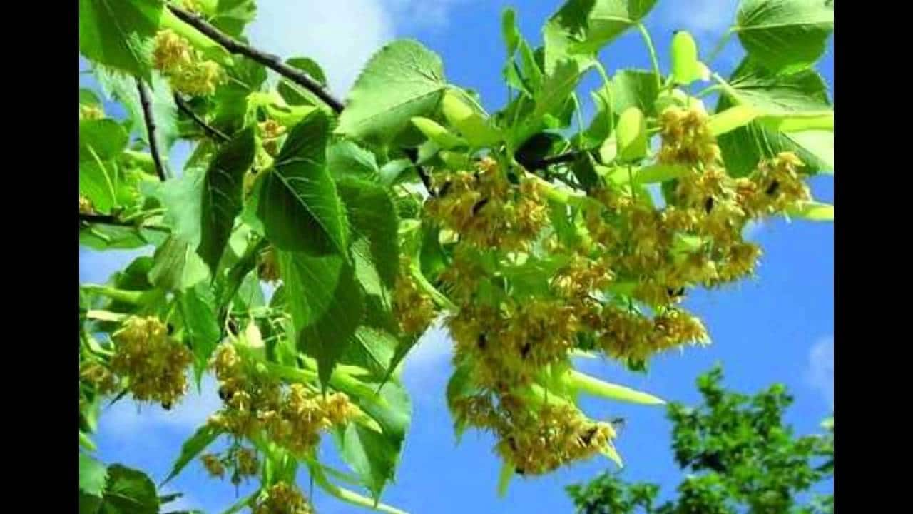TILO CULTIVO CUIDADOS USOS BENEFICIOS Y PROPIEDADES TILO CULTIVO CUIDADOS USOS BENEFICIOS Y PROPIEDADES