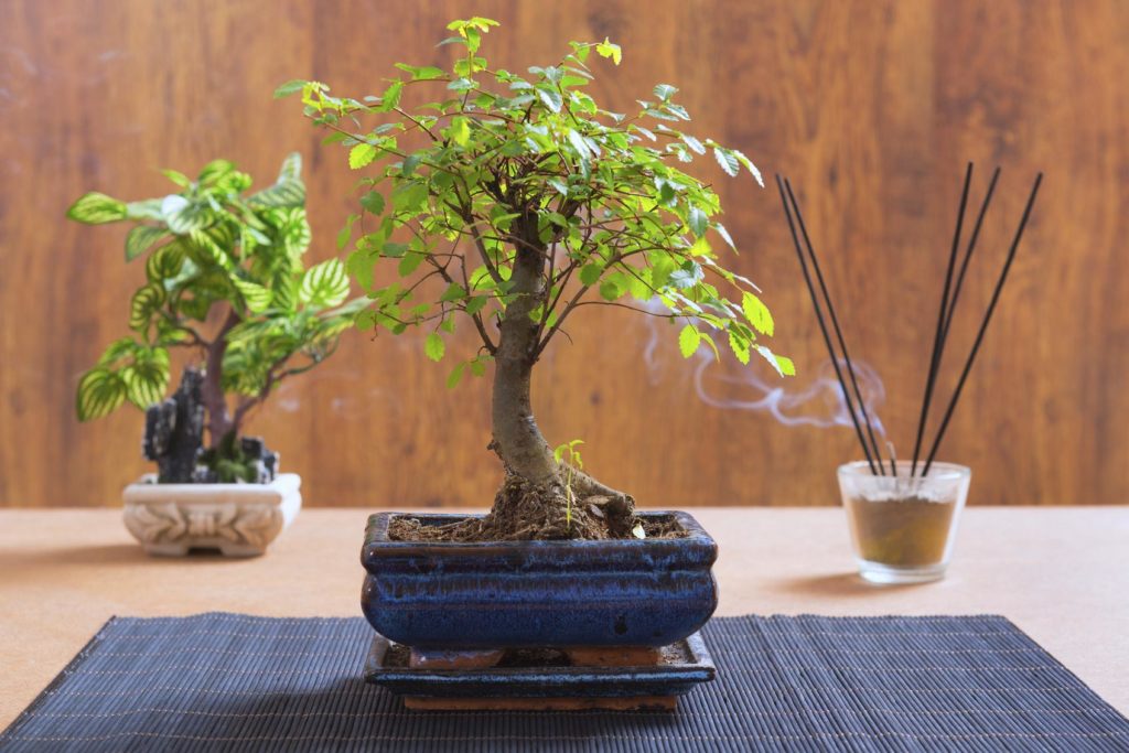 Tipos de bonsái