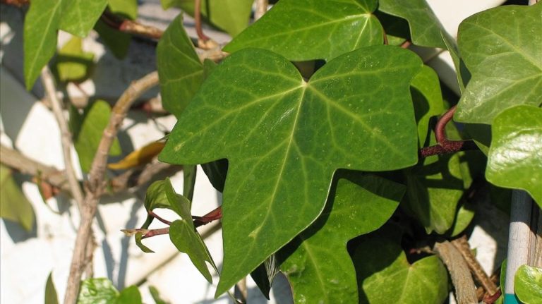 HIEDRA: CULTIVO, CUIDADOS, TIPOS, SIGNIFICADO, Y MUCHO MÁS