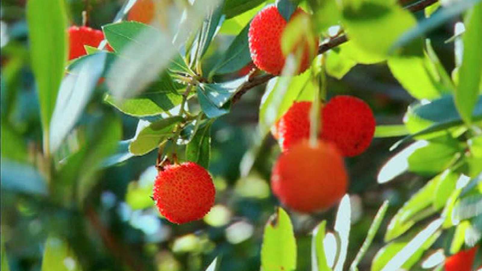 CUIDADOS DEL MADROÑO O ARBUSTUS UNEDO, CULTIVO, Y USOS