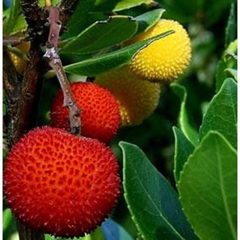 CUIDADOS DEL MADROÑO O ARBUSTUS UNEDO, CULTIVO, Y USOS