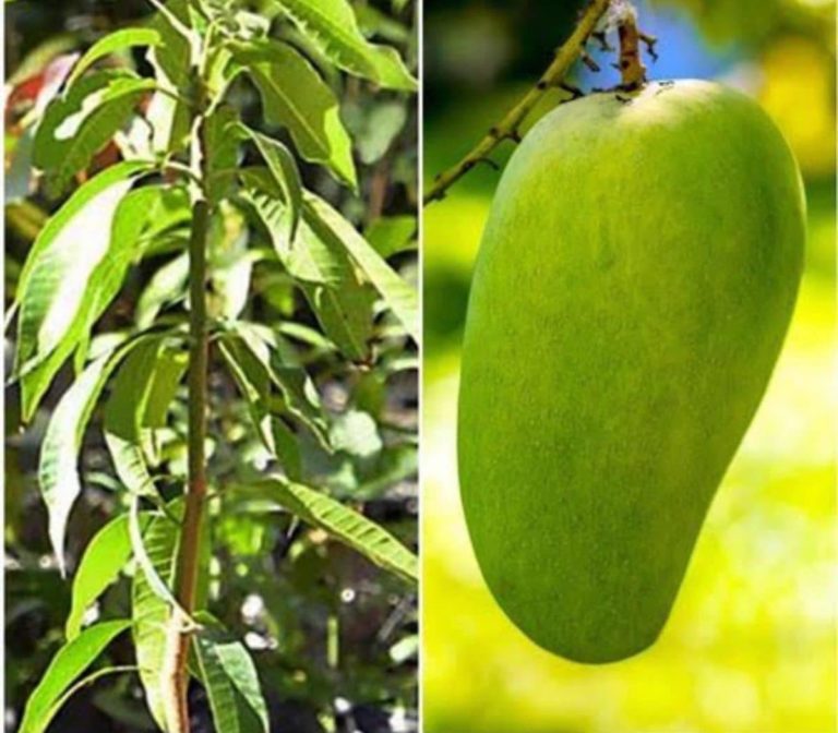 ÁRBOL DE MANGO: CARACTERISTICAS, CULTIVO, FRUTOS