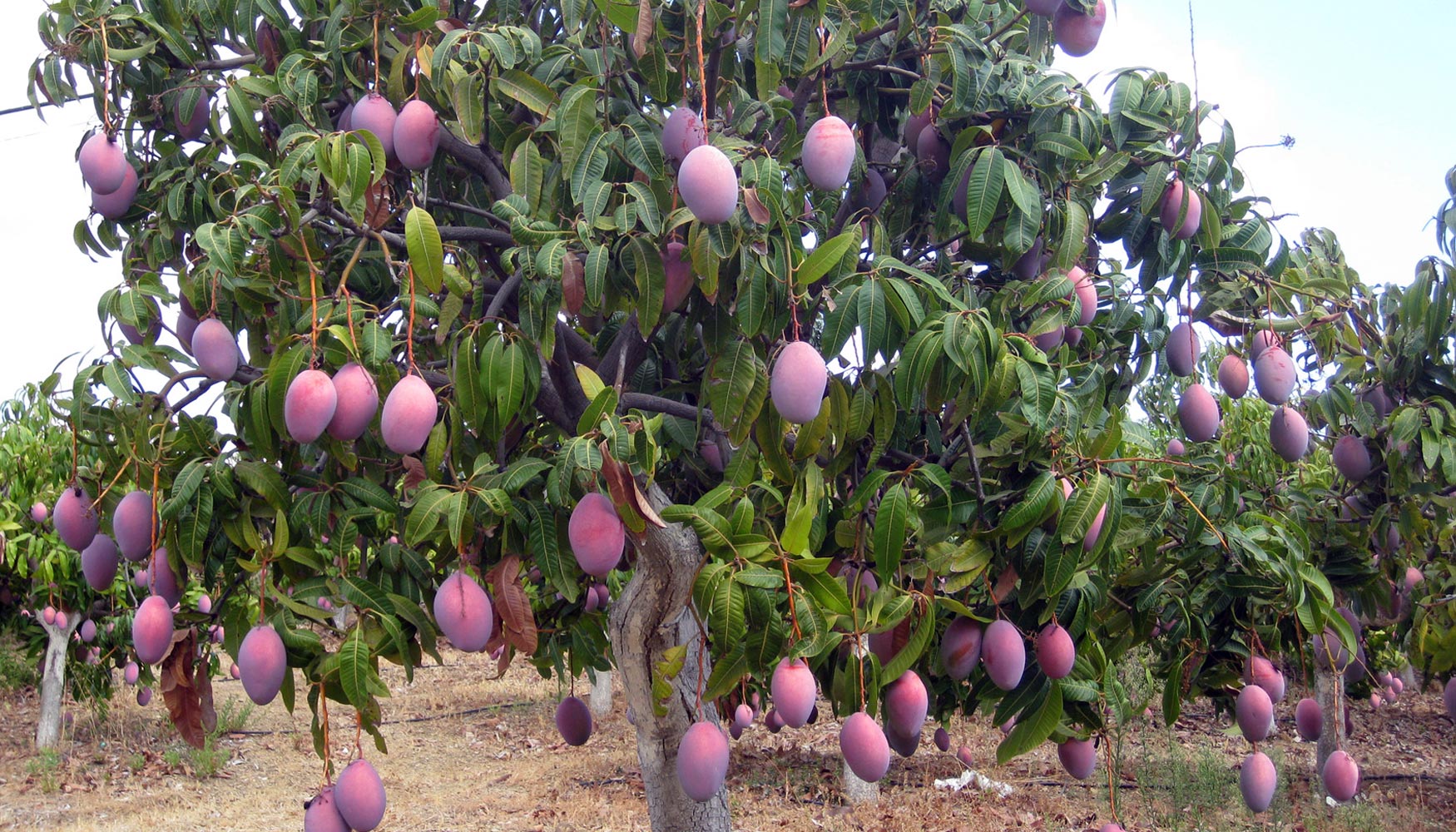 mango árbol