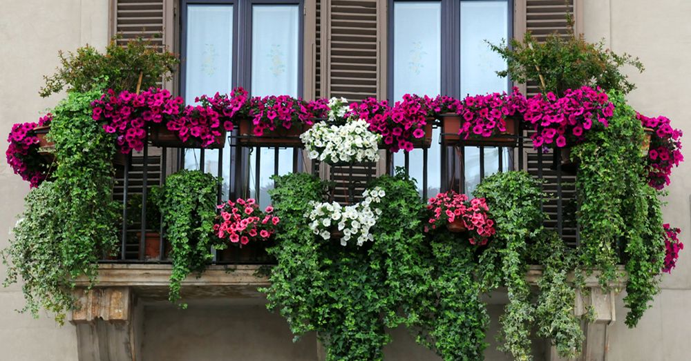 plantas-colgantes-para-balcones