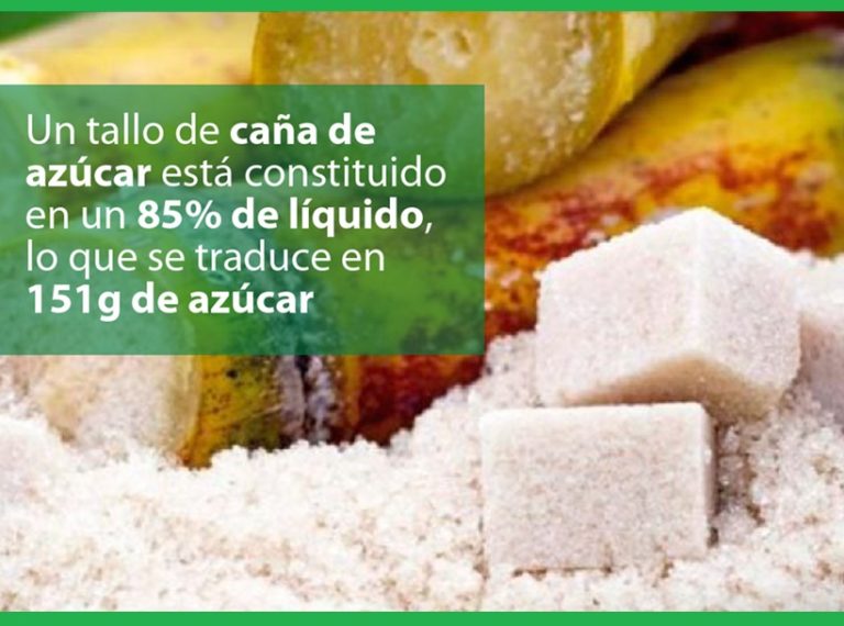 LA CAÑA DE AZÚCAR: CARACTERÍSTICAS, CULTIVO, Y MUCHO MÁS