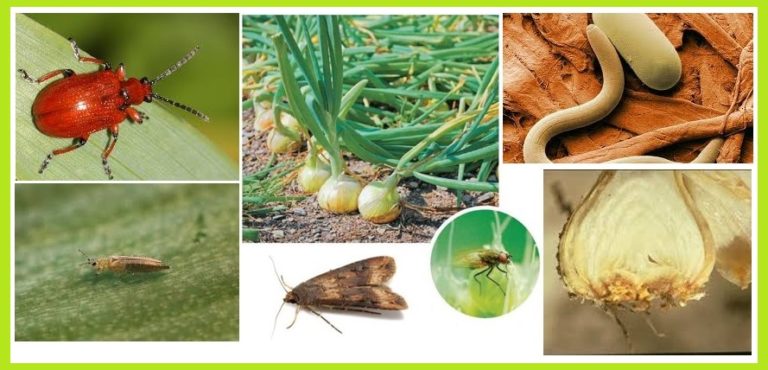 PLAGAS Y ENFERMEDADES EN EL CULTIVO DE LA CEBOLLA