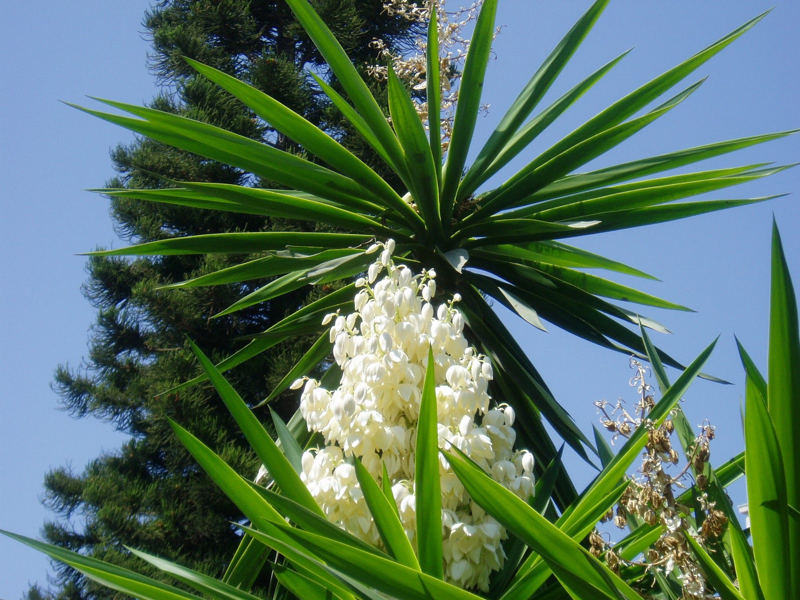 Yuca-planta-4