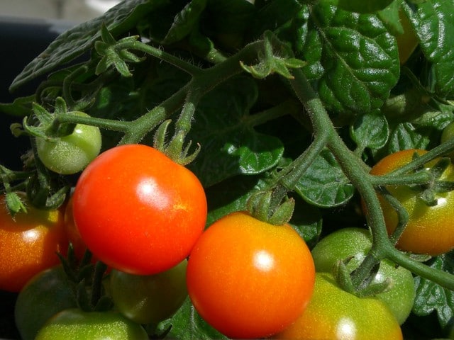 Abono para tomates 3