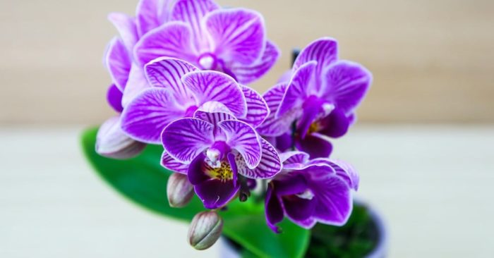 Orquídeas cuidados