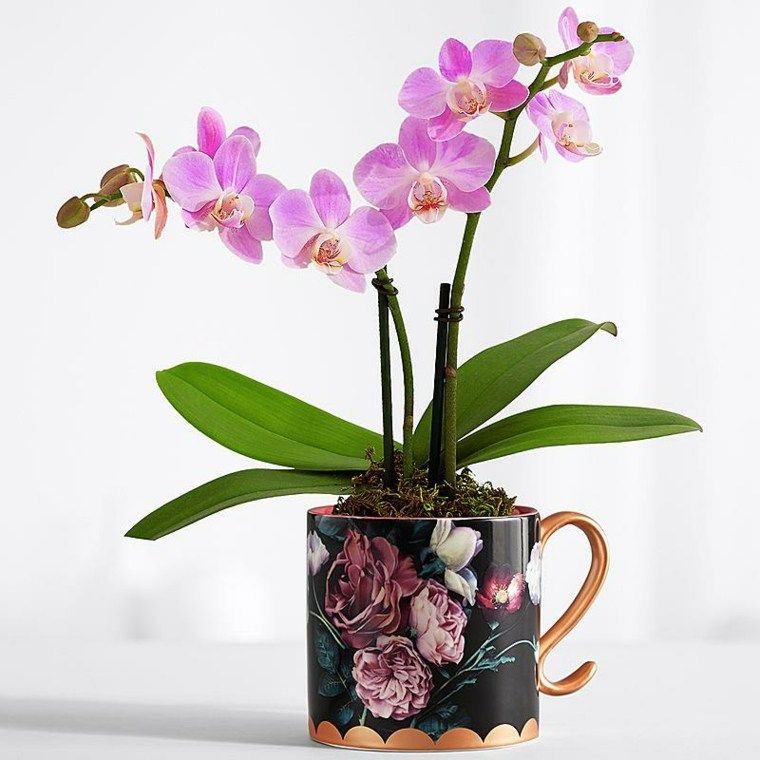 Orquídeas cuidados