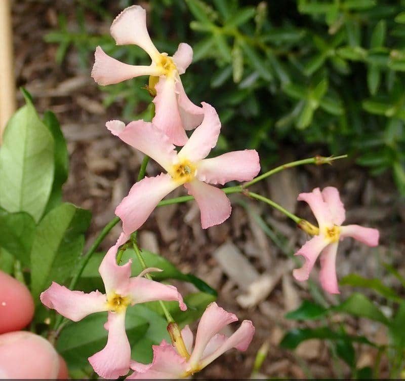 Plantar-jazmín-13