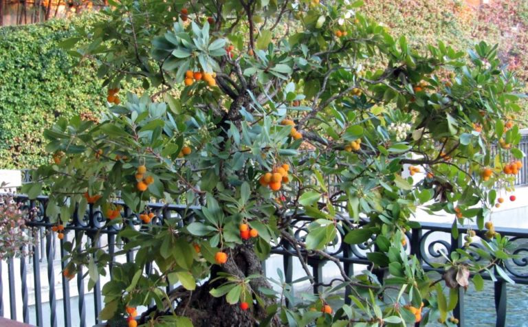 GUÍA DE PODA Y CULTIVO DEL MADROÑO O ARBUSTUS UNEDO