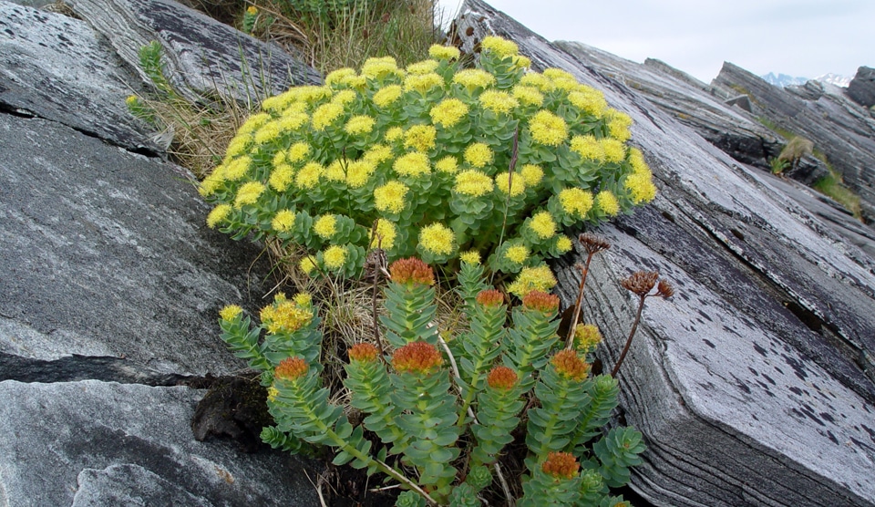 Rhodiola 1