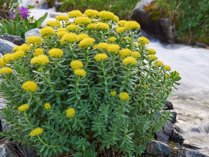 Rhodiola 1