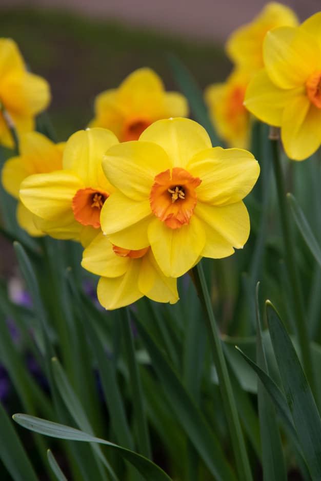narcisos