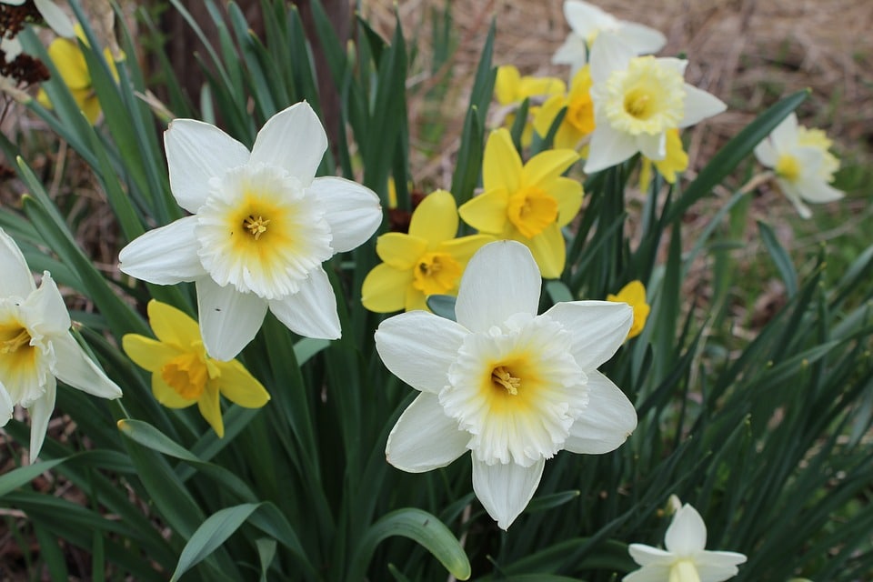 narcisos