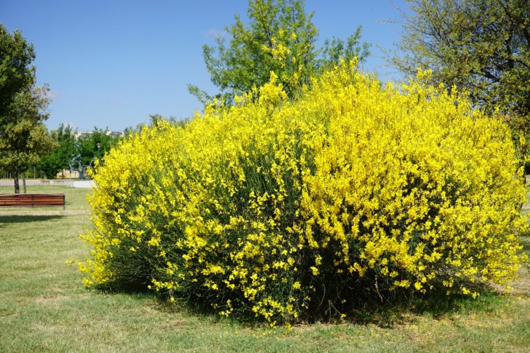 RETAMA CARACTER??STICAS, PROPIEDADES, HABITAT, Y CUIDADOS
